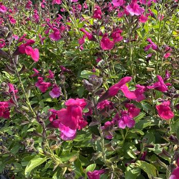 Salvia Killer Cranberry