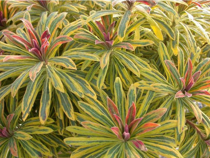 Euphorbia 'Ascot Rainbow'
