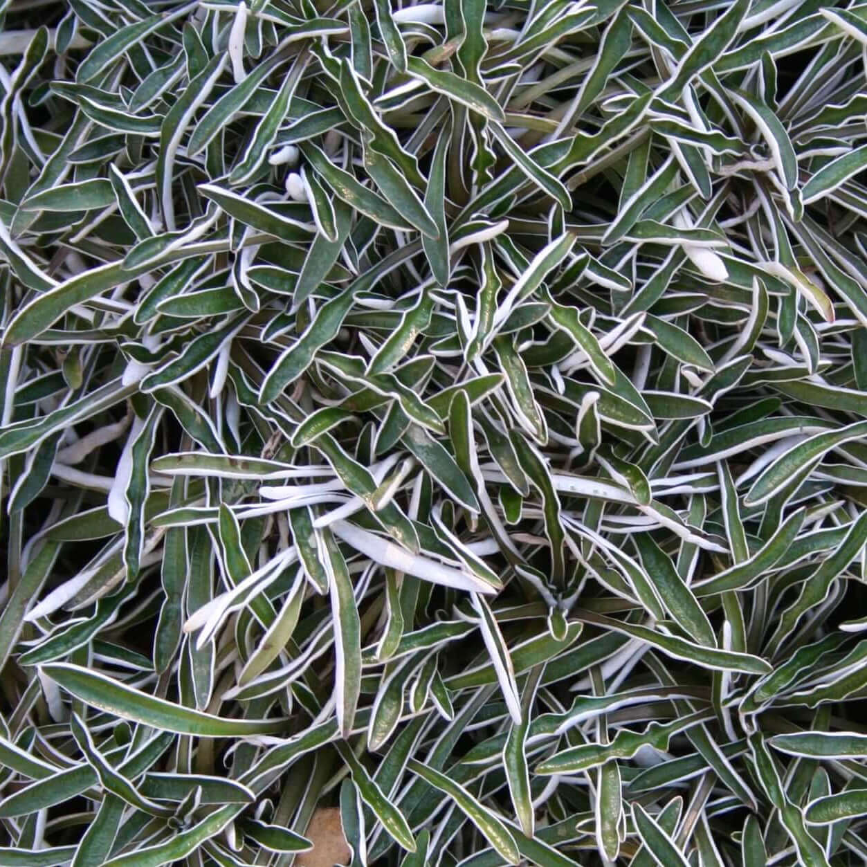 Dymondia margaretae 'Silver Carpet'