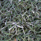 Dymondia margaretae 'Silver Carpet'