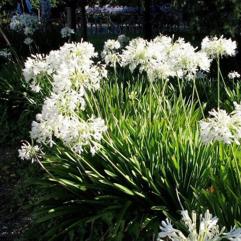 Agapanthus "Getty White"