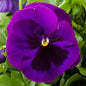 4" Pot Purple Blotch Pansy