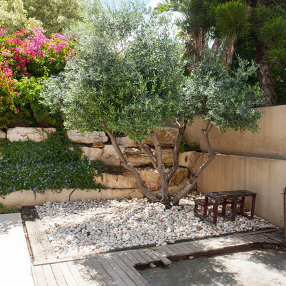 Olea "Wilsonii" Multi