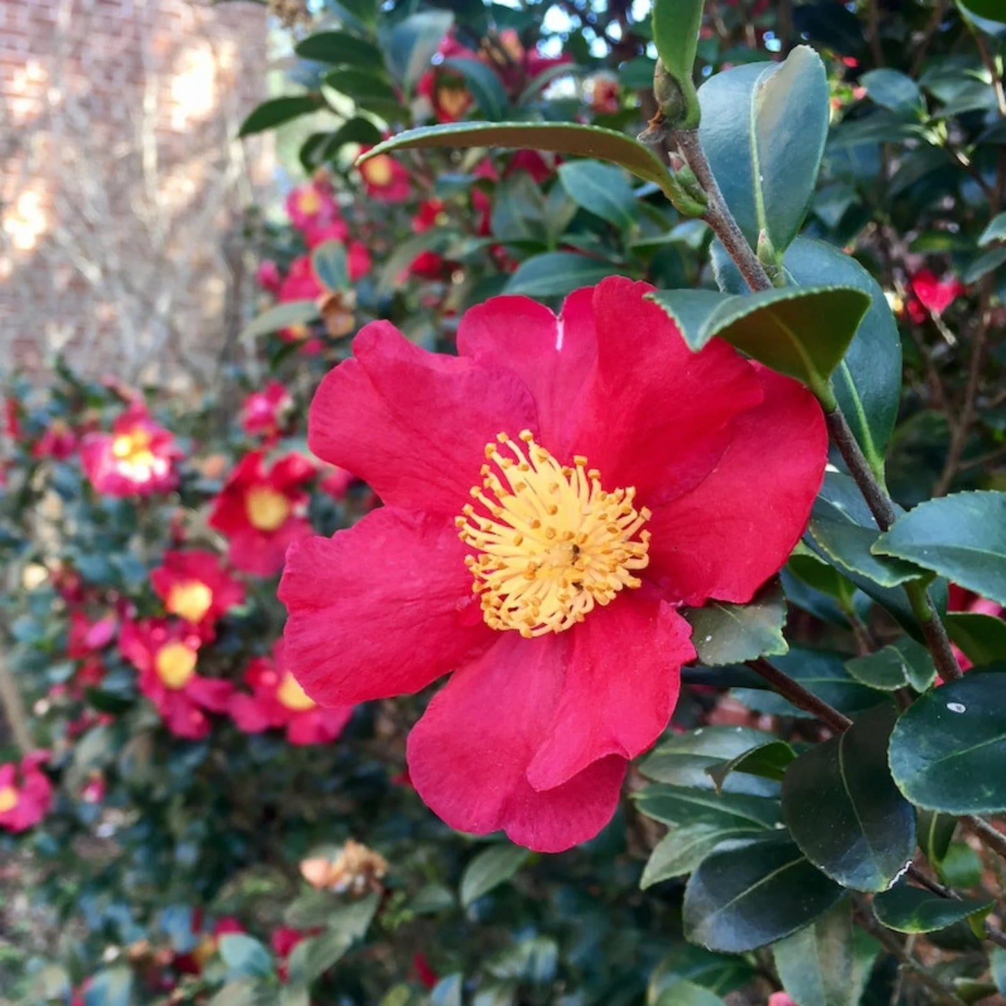 Camellia "Yuletide"