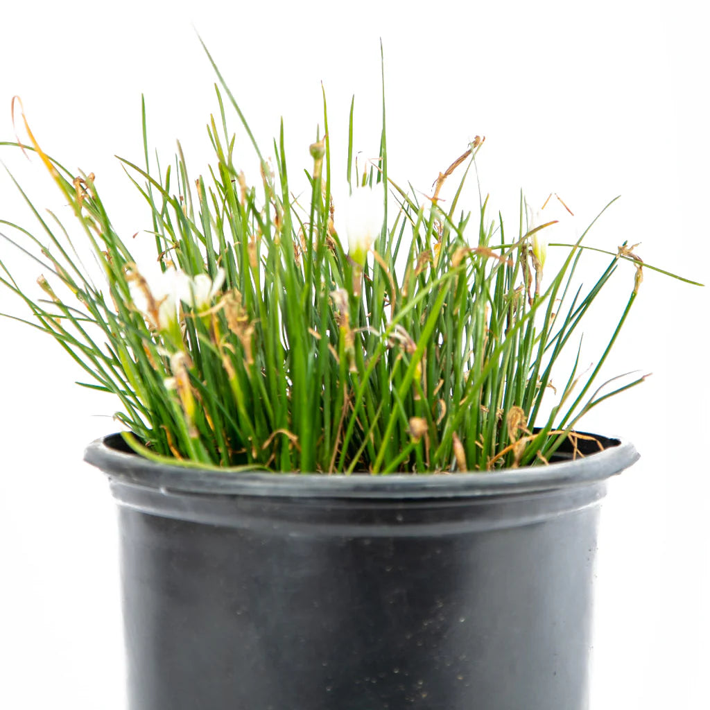 Zephyranthes Yellow