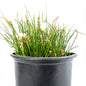 Zephyranthes Yellow