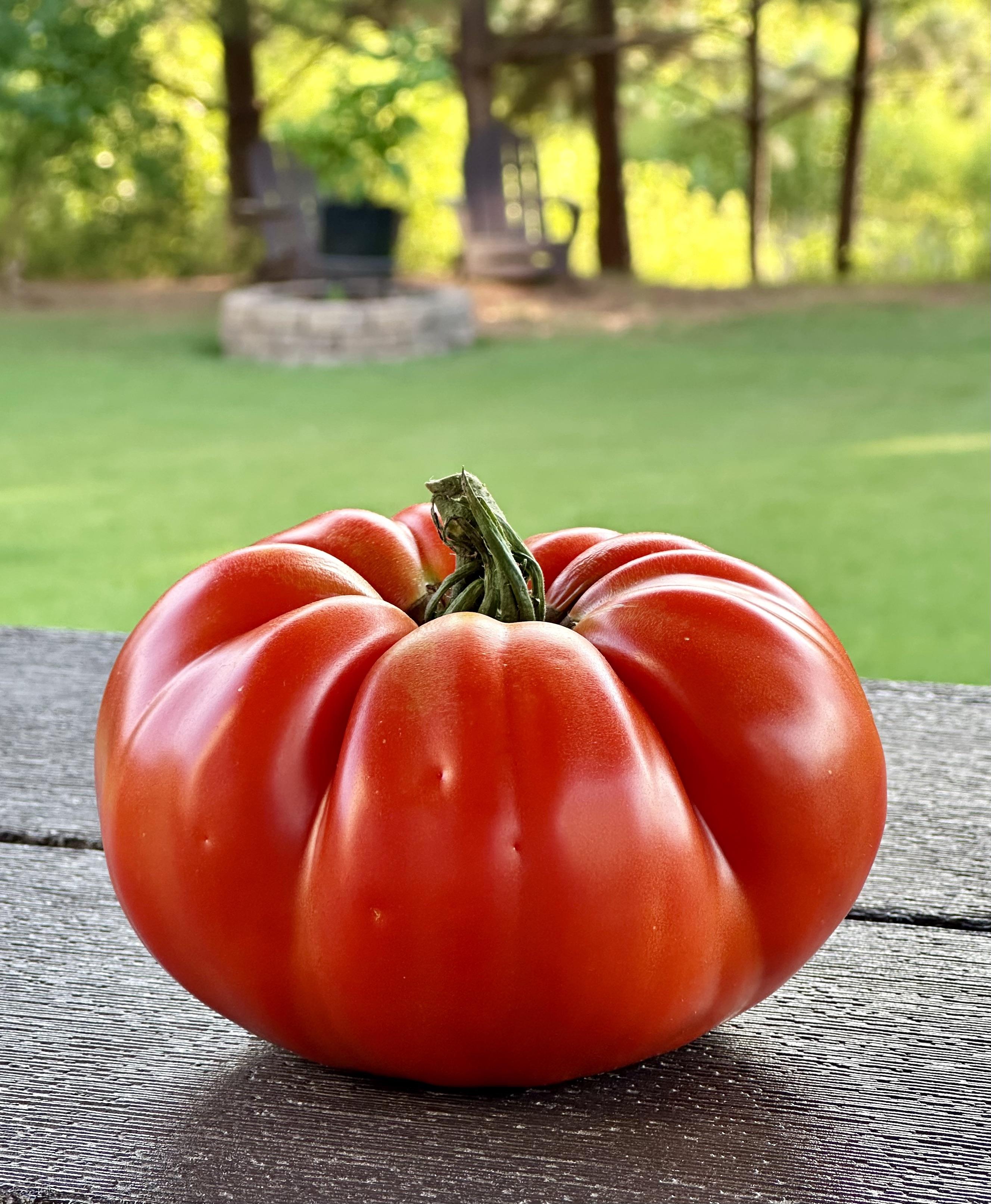 Big Zac Tomato 4