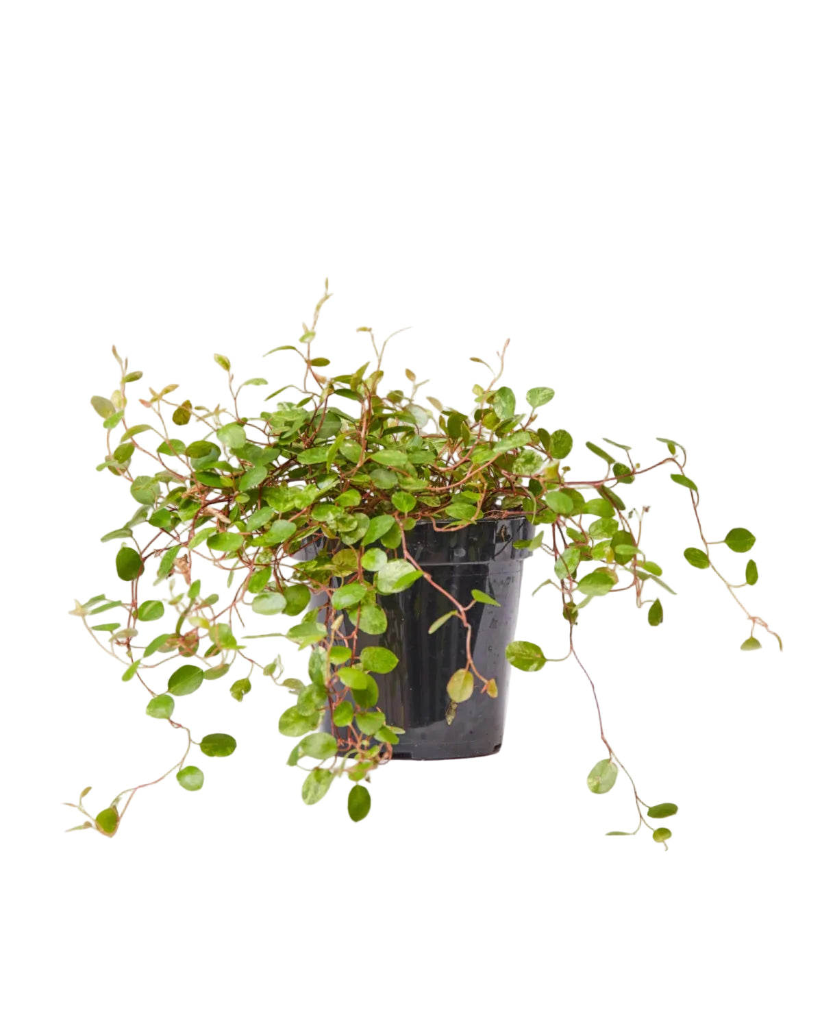 Muehlenbeckia Axillaris