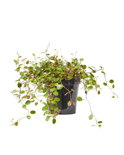 Muehlenbeckia Axillaris