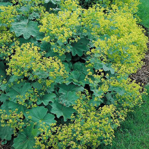 Alchemilla mollis 'Thriller'
