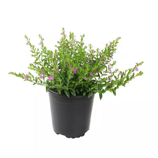 Cuphea 'Lavender'