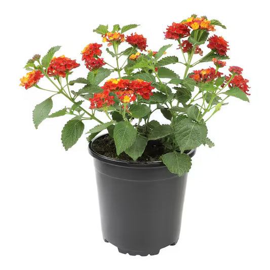Lantana "Dallas Red"