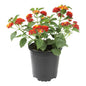 Lantana "Dallas Red"