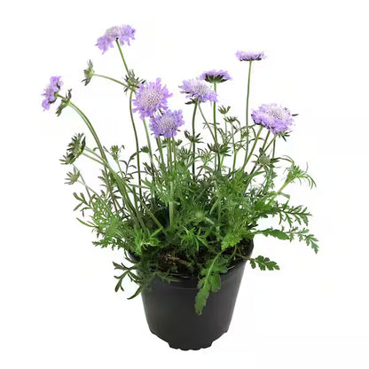 Scabiosa Butterfly Blue