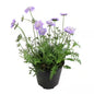 Scabiosa Butterfly Blue