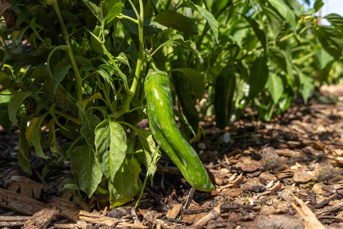 Anaheim Pepper 4" Deep Pot