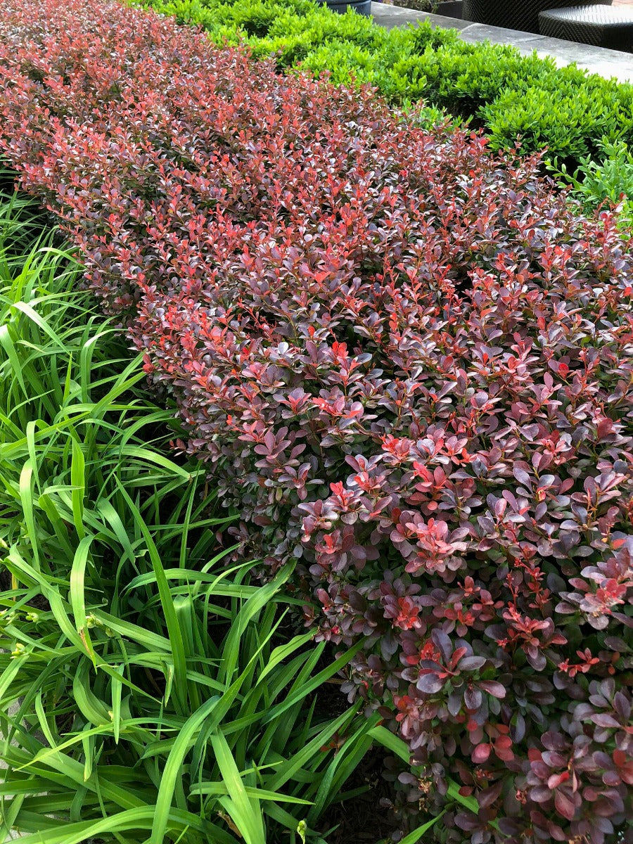 Berberis "Crimson Pygmy"