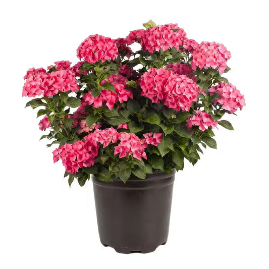 Hydrangea 'Glowing Embers'