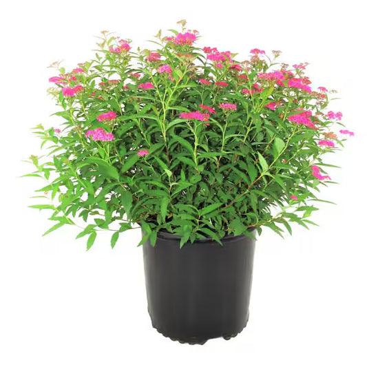 Spirea Neon Flash