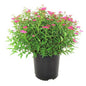 Spirea Neon Flash