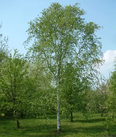 Betula Pendula "Alba" Single Trunk