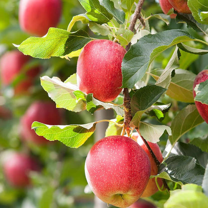 Apple 'Gala'