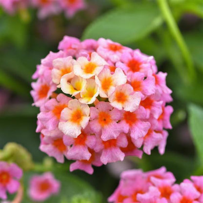 Lantana Little Luck Peach Glow