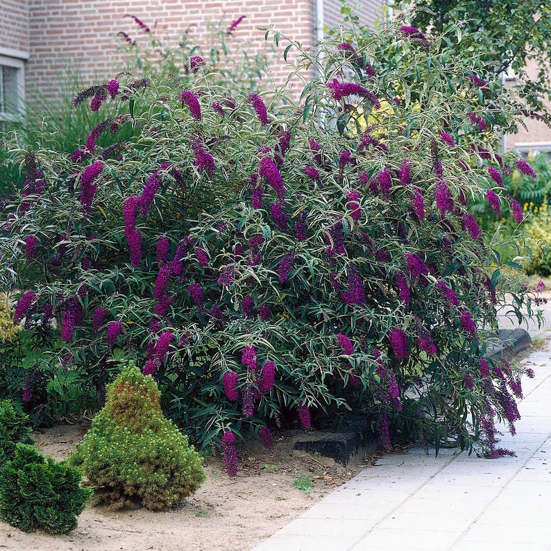 Buddleja davidii 'Black Knight