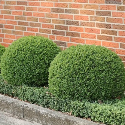 Buxus "Suffruticosa"