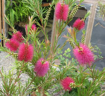 Callistemon "Jeffersi"