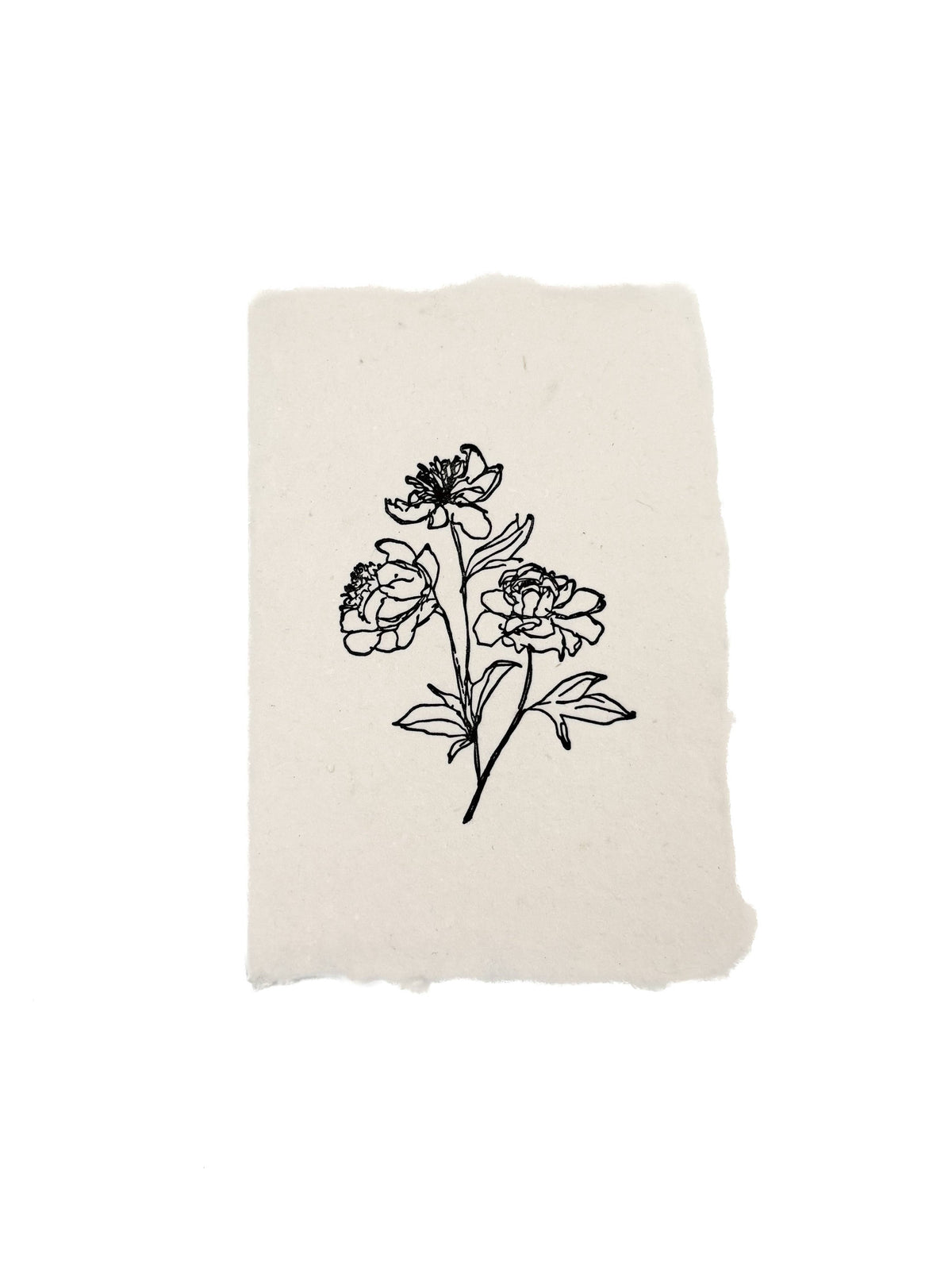 Peony stems