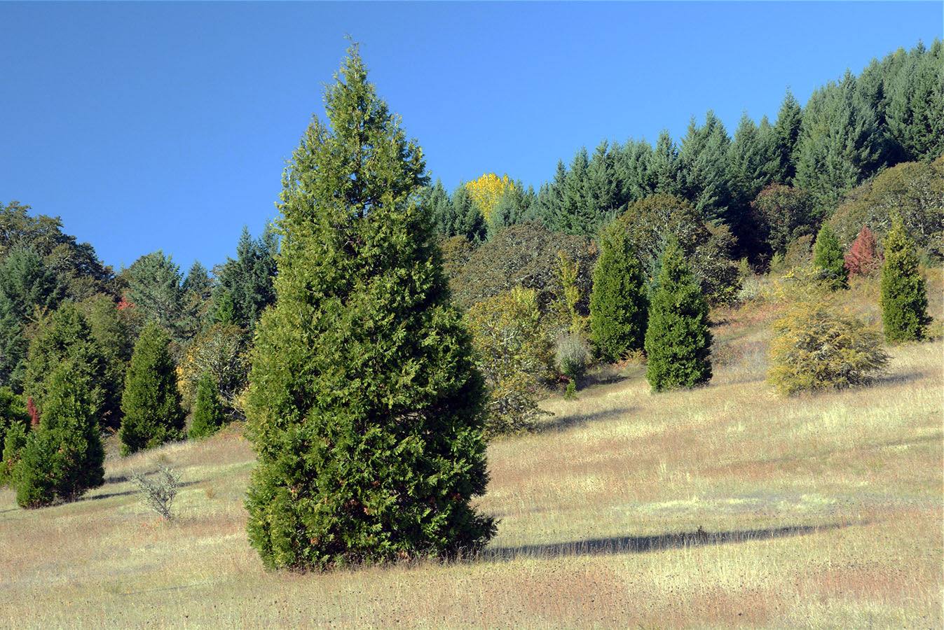 Calocedrus 'Decurrens'