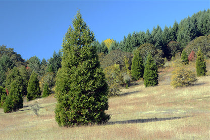 Calocedrus 'Decurrens'