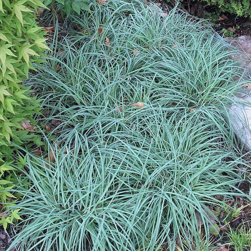 Carex "Blue Zinger"