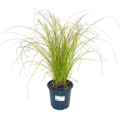Carex "Testacea"