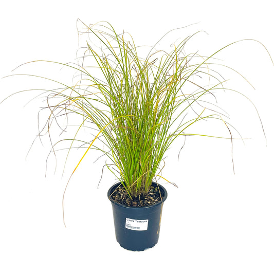 Carex "Testacea"