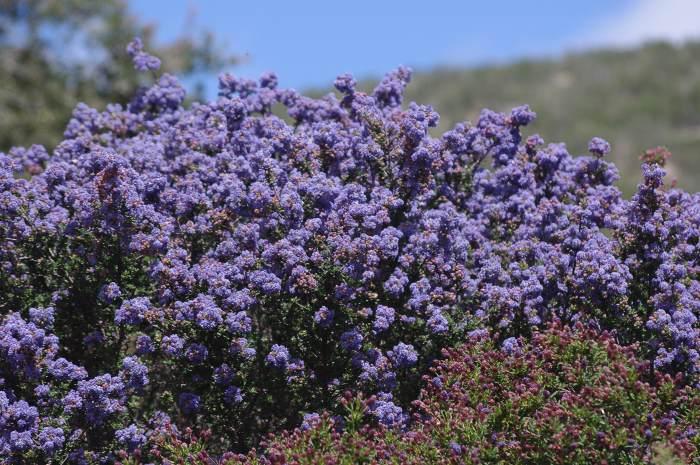Ceanothus "Julia Phelps"