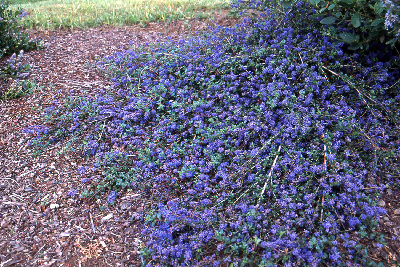 Ceonothus "Carmel Creeper"