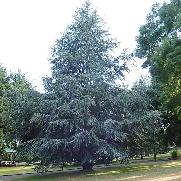 Cedrus "Glauca"