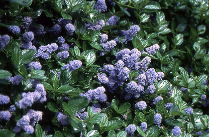 Ceanothus "Yankee Point"