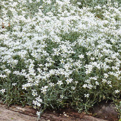 Cerastium "Tomentosum"