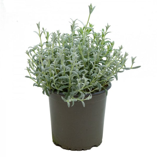 Cerastium "Tomentosum"