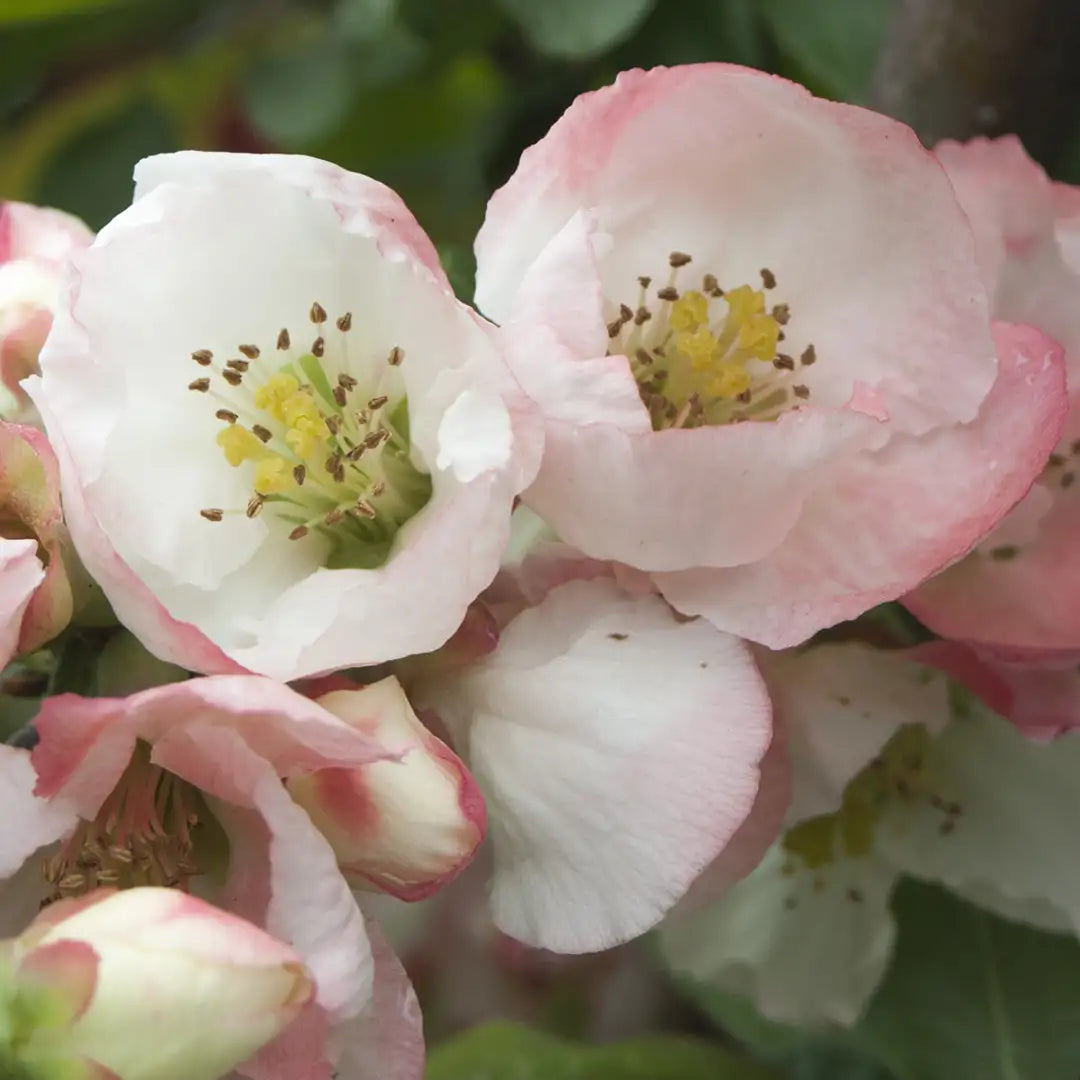 Chaenomeles "Toyo Nishiki"