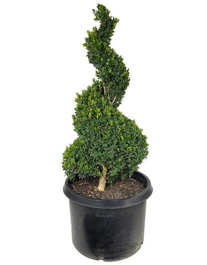 Buxus "Spiral"