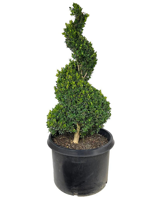 Buxus "Spiral"