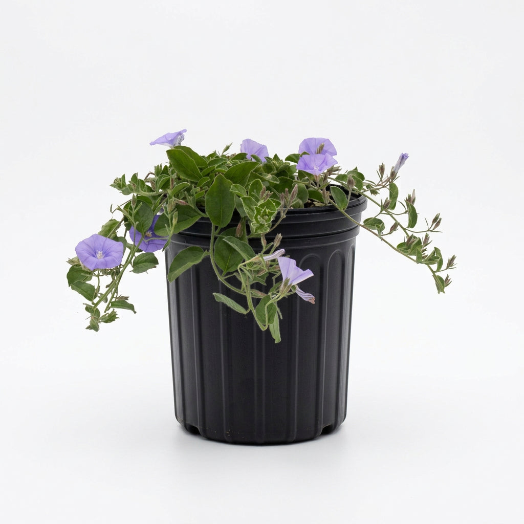 Potted plant with purple flowers on a white background
