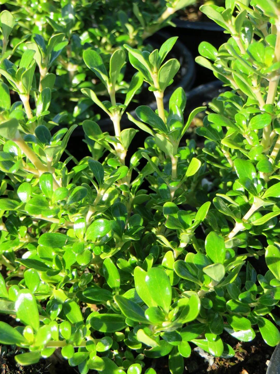 Coprosma 'Verde Vista'