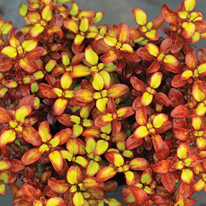 Coprosma Wax Wings Orange