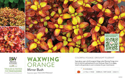 Coprosma Wax Wings Orange