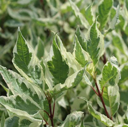 Cornus 'Elegantissima'